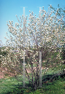 Picture of Amelanchier arborea 