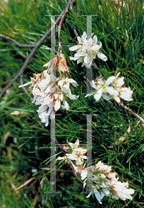 Picture of Amelanchier arborea 