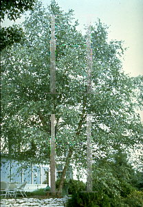 Picture of Betula nigra 