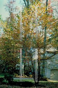 Picture of Betula nigra 