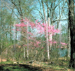 Picture of Cercis canadensis 