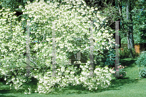 Picture of Chionanthus virginicus 