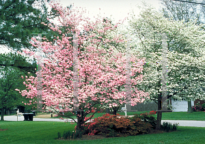 Picture of Cornus florida 'Rosea'