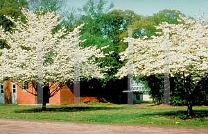 Picture of Cornus florida 