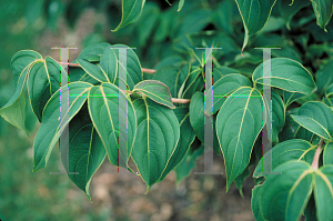 Picture of Cornus kousa 