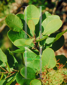 Picture of Cotinus coggygria 