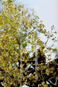 Picture of Cotinus coggygria 