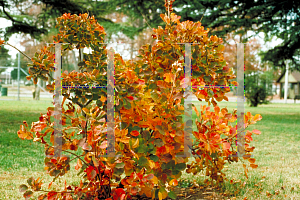 Picture of Cotinus coggygria 