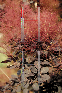 Picture of Cotinus coggygria 'Purpureus'