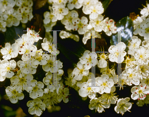 Picture of Crataegus crus-galli 