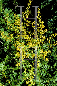 Picture of Koelreuteria paniculata 