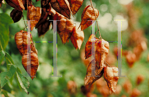 Picture of Koelreuteria paniculata 