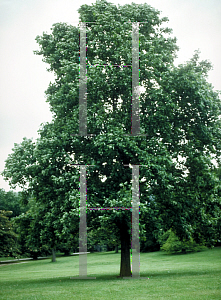 Picture of Liriodendron tulipifera 