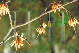 Picture of Liriodendron tulipifera 