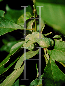 Picture of Magnolia x soulangiana 