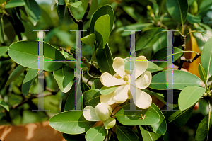 Picture of Magnolia virginiana 