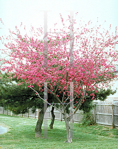 Picture of Malus x arnoldiana 