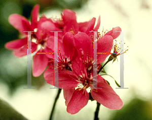 Picture of Malus x arnoldiana 