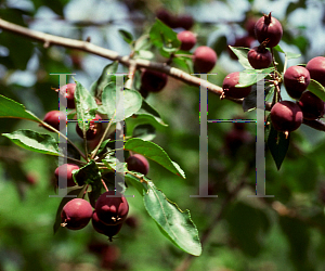 Picture of Malus x arnoldiana 