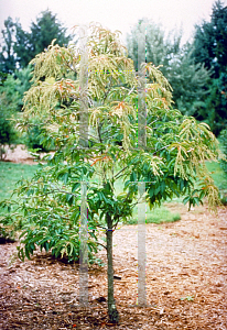 Picture of Oxydendrum arboreum 