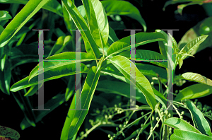 Picture of Oxydendrum arboreum 