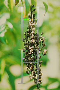 Picture of Oxydendrum arboreum 