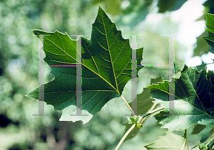 Picture of Platanus x acerifolia 