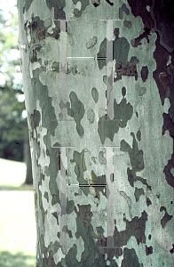 Picture of Platanus occidentalis 