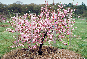 Picture of Prunus persica 