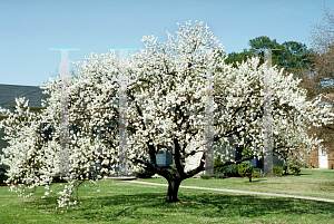 Picture of Prunus persica 