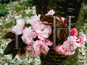 Picture of Prunus serrulata 