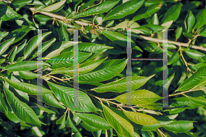 Picture of Prunus subhirtella 
