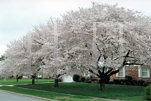 Picture of Prunus x yedoensis 