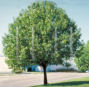 Picture of Pyrus calleryana 