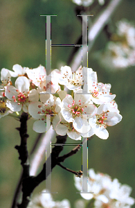 Picture of Pyrus calleryana 