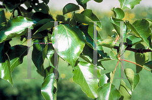Picture of Pyrus calleryana 