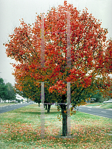 Picture of Pyrus calleryana 