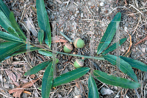 Picture of Quercus phellos 