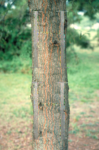 Picture of Quercus phellos 