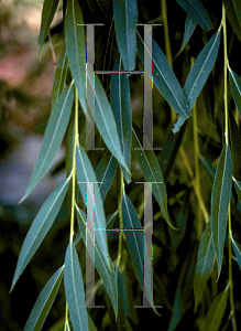 Picture of Salix babylonica 