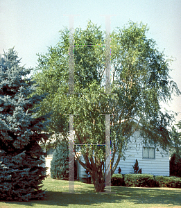 Picture of Salix matsudana 