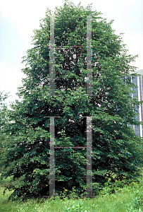 Picture of Tilia americana 