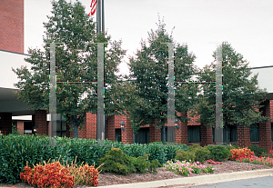 Picture of Tilia cordata 