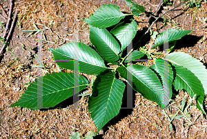 Picture of Ulmus americana 