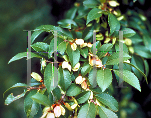 Picture of Ulmus parvifolia 