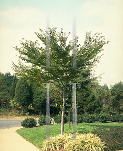 Picture of Zelkova serrata 