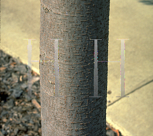 Picture of Zelkova serrata 