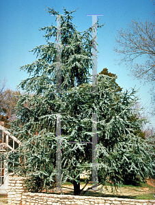 Picture of Cedrus libani ssp. atlantica 