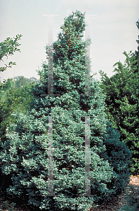 Picture of Chamaecyparis pisifera '~Species'
