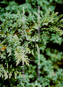 Picture of Chamaecyparis pisifera 